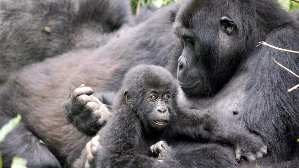 Mother and baby Eastern Lowland Gorilla in the DRC