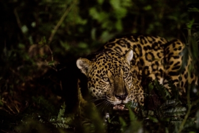 Jaguar in Brazil