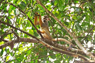 Monkey in the Brazilian Amazon