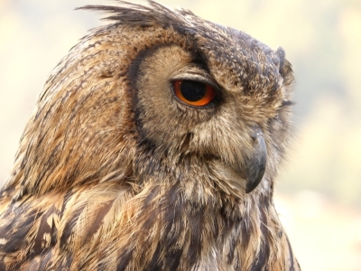 Eurasian owl in Nepal