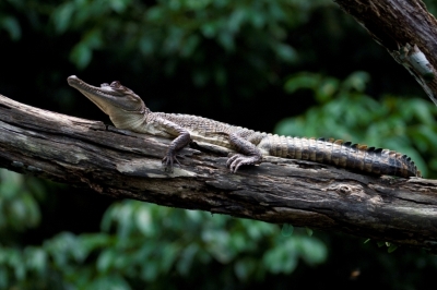 Slender-snouted crocodile in Ghana